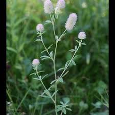 Attēlu rezultāti vaicājumam “Trifolium arvense leaf”