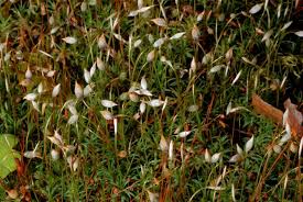 Attēlu rezultāti vaicājumam “Pogonatum dentatum macro”