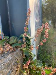 Attēlu rezultāti vaicājumam “Fallopia dumetorum”