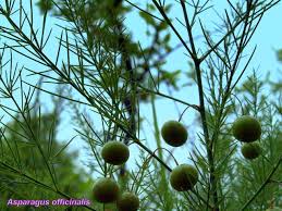 Attēlu rezultāti vaicājumam “Asparagus officinalis fruit”
