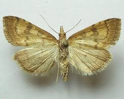 Attēlu rezultāti vaicājumam “Udea fulvalis”