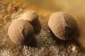 Attēlu rezultāti vaicājumam “Diderma rufostriatum”