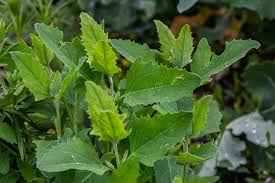 Attēlu rezultāti vaicājumam “Chenopodium album leaf”