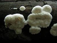 Attēlu rezultāti vaicājumam “Postia rennyi”