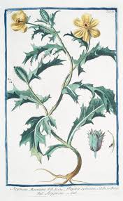 Attēlu rezultāti vaicājumam “Papaver argemone flower”