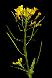 Attēlu rezultāti vaicājumam “Erysimum cheiranthoides fruit”