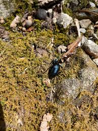 Attēlu rezultāti vaicājumam “Meloe sp. imago”