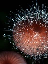 Attēlu rezultāti vaicājumam “Spinellus fusiger”