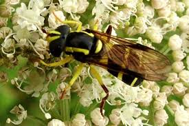 Attēlu rezultāti vaicājumam “Xanthogramma sp.”