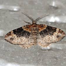 Attēlu rezultāti vaicājumam “Xanthorhoe ferrugata”