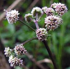 Attēlu rezultāti vaicājumam “Sanicula europaea flower”