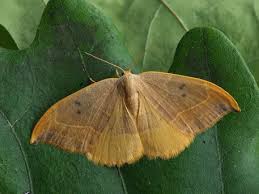 Attēlu rezultāti vaicājumam “Watsonalla binaria”