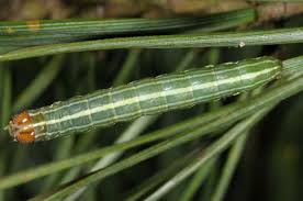 Attēlu rezultāti vaicājumam “Panolis flammea”