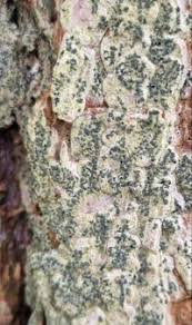 Attēlu rezultāti vaicājumam “Alyxoria varia”