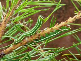 Attēlu rezultāti vaicājumam “Sphinx pinastri”