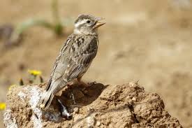 Image result for Petronia petronia