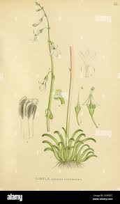 Attēlu rezultāti vaicājumam “Lobelia dortmanna bud”