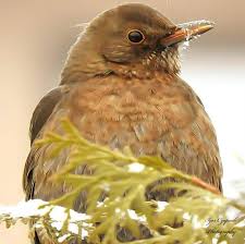 Attēlu rezultāti vaicājumam “Turdus merula female”