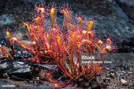 Attēlu rezultāti vaicājumam “Drosera anglica leaf”