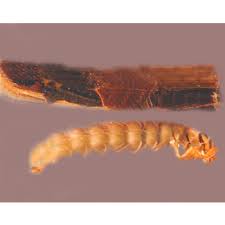 Attēlu rezultāti vaicājumam “Phryganeidae”