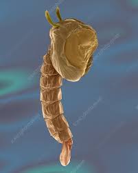 Attēlu rezultāti vaicājumam “pupa”