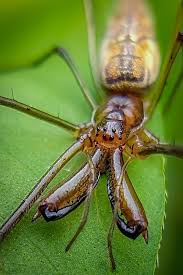 Attēlu rezultāti vaicājumam “Tetragnathidae”