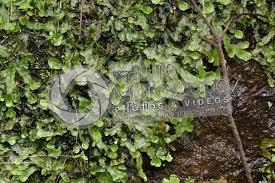 Attēlu rezultāti vaicājumam “Conocephalum conicum”