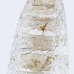 Attēlu rezultāti vaicājumam “Epermenia falciformis”