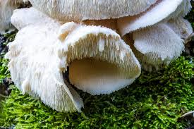 Attēlu rezultāti vaicājumam “Hericium cirrhatum”