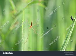 Attēlu rezultāti vaicājumam “Tibellus oblongus”