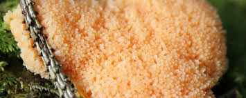 Attēlu rezultāti vaicājumam “Enteridium variabile macro”