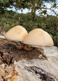 Attēlu rezultāti vaicājumam “Volvariella bombycina”