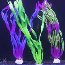 「水蘭」的圖片搜尋結果