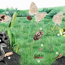 Attēlu rezultāti vaicājumam “Maculinea teleius underside”