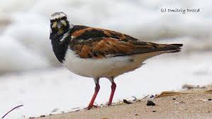 Attēlu rezultāti vaicājumam “Arenaria interpres”