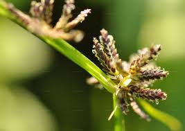 Attēlu rezultāti vaicājumam “Cyperus fuscus fruit”