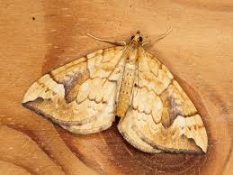 Attēlu rezultāti vaicājumam “Eulithis sp.”