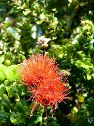 Attēlu rezultāti vaicājumam “Tubiferaceae”