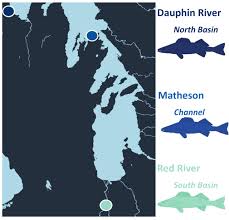 Image result for Sander canadensis/vitreus