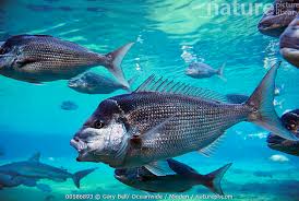 Image result for Pagrus auratus