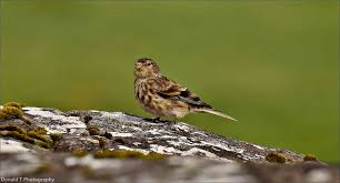 Image result for twite photo