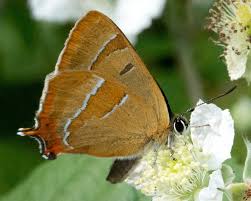 Attēlu rezultāti vaicājumam “Thecla betulae”