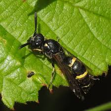 Attēlu rezultāti vaicājumam “Symmorphus sp.”