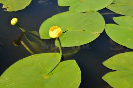 Attēlu rezultāti vaicājumam “Nuphar lutea flower”