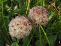 Attēlu rezultāti vaicājumam “Trifolium fragiferum”