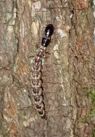 Attēlu rezultāti vaicājumam “Raphidioptera larva”