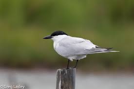 Image result for Gelochelidon nilotica