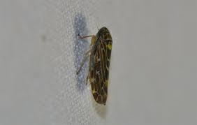 Attēlu rezultāti vaicājumam “Lamprotettix nitidulus”