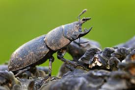 Attēlu rezultāti vaicājumam “Dorcus parallelopipedus”