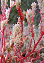 Attēlu rezultāti vaicājumam “Oenothera rubricauli leaf”